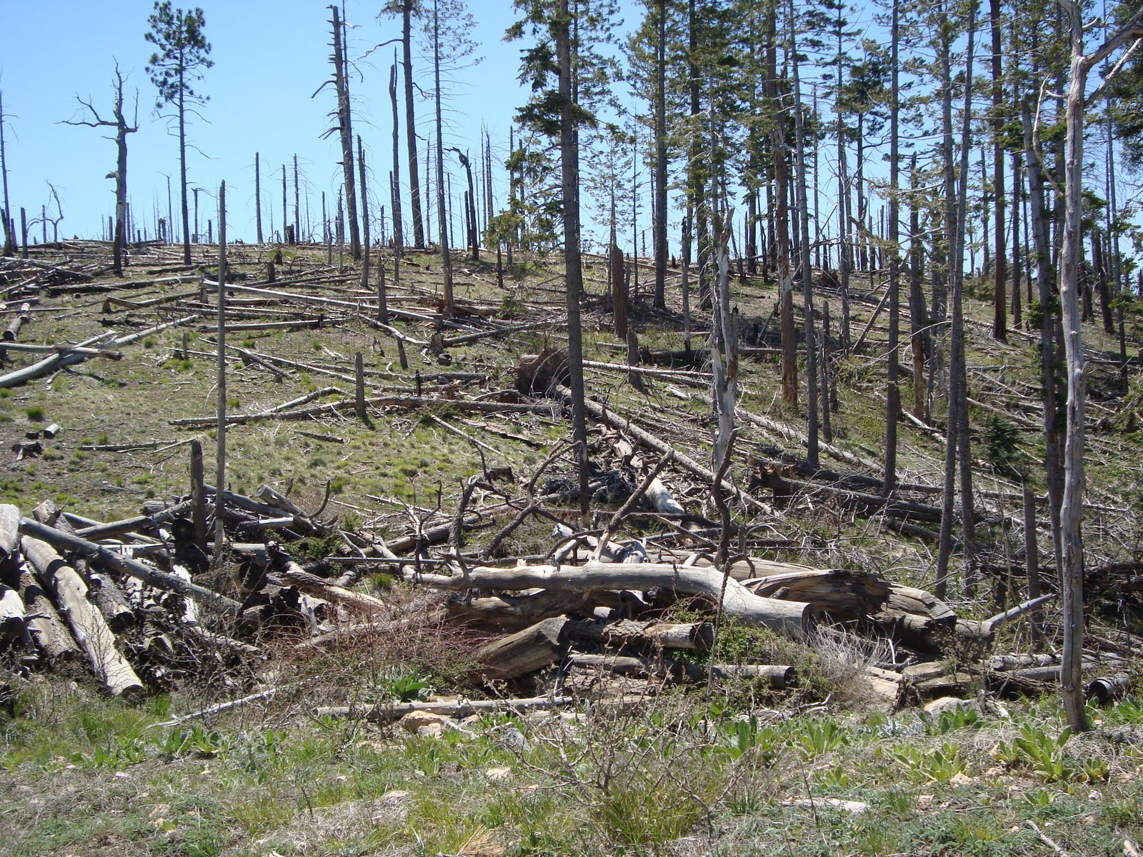 Highway Runner A DRIVE ON THE MOGOLLON RIM, FOREST ROAD 300