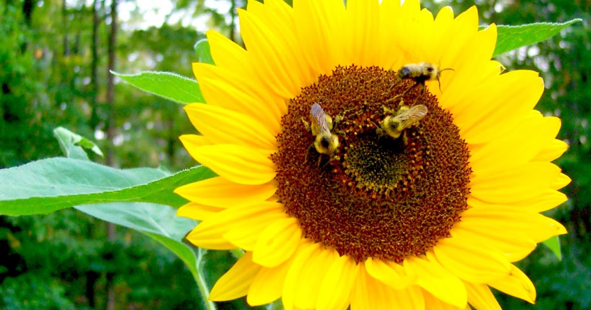 A Sunflower With A Bee Best image Background