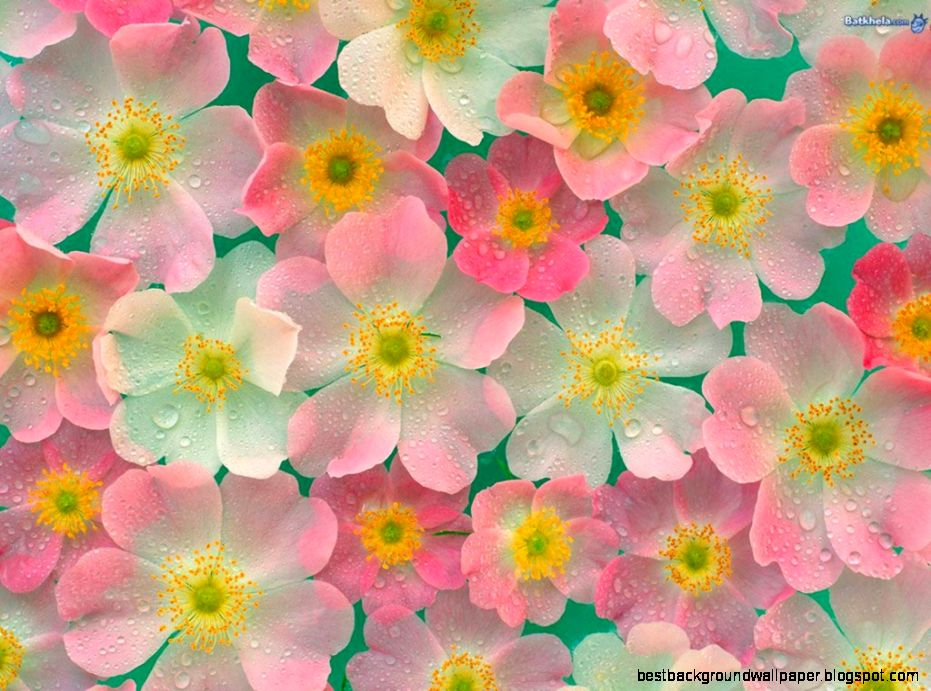 Pretty Flowers Wallpapers Wallpaper Cave Pretty Flowers Wallpapers Wallpaper Cave