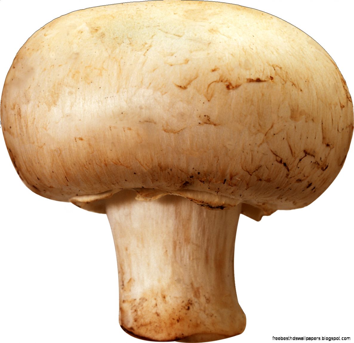 What are the mushrooms What are the mushrooms