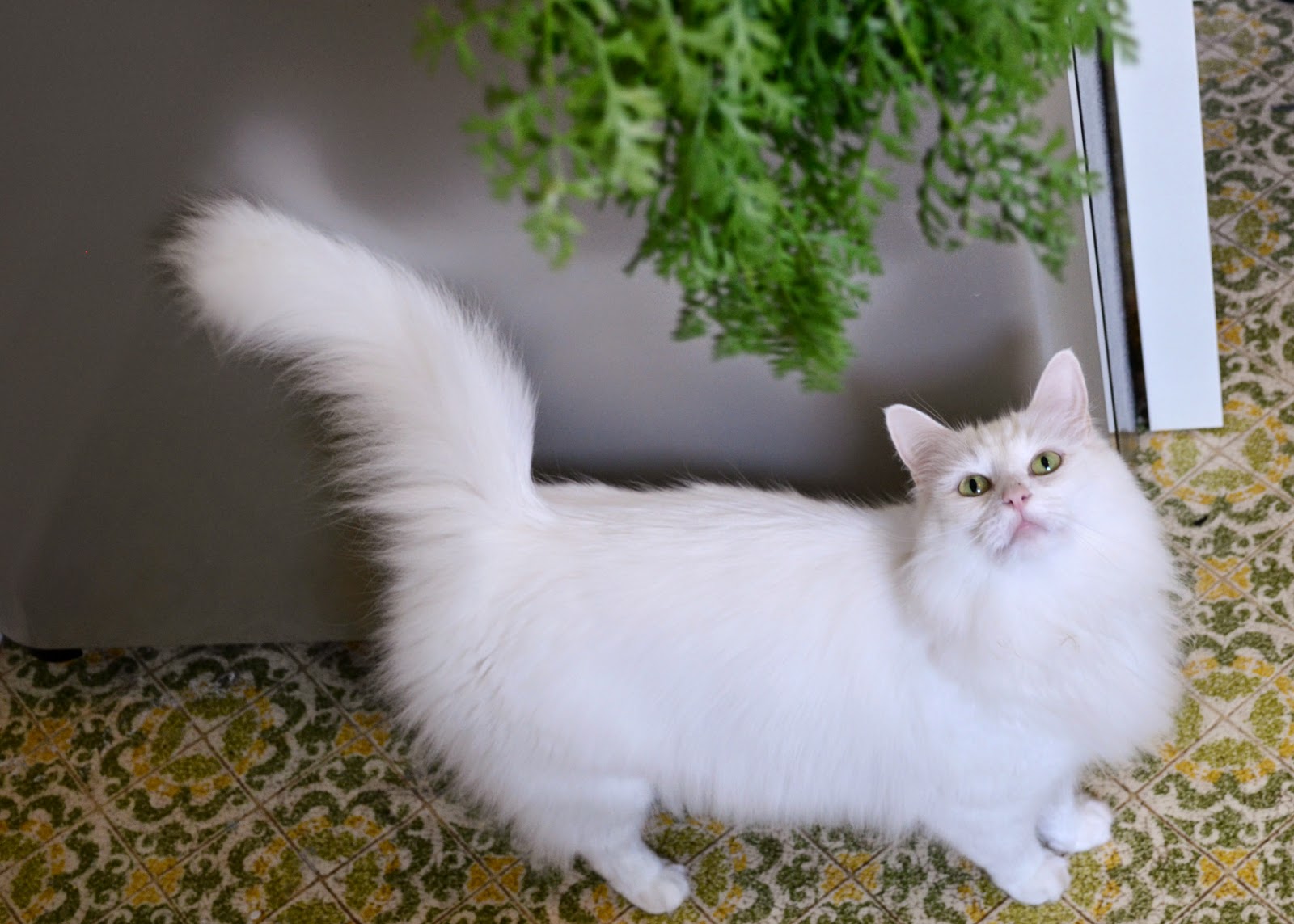 I recently picked a carrot from my vegetable garden. The cats were enamored with the leafy green