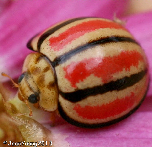 South African Photographs Humbug Ladybird (Micraspis striata)