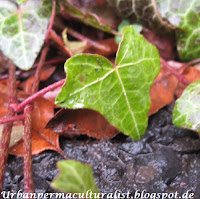young Ivy leaf