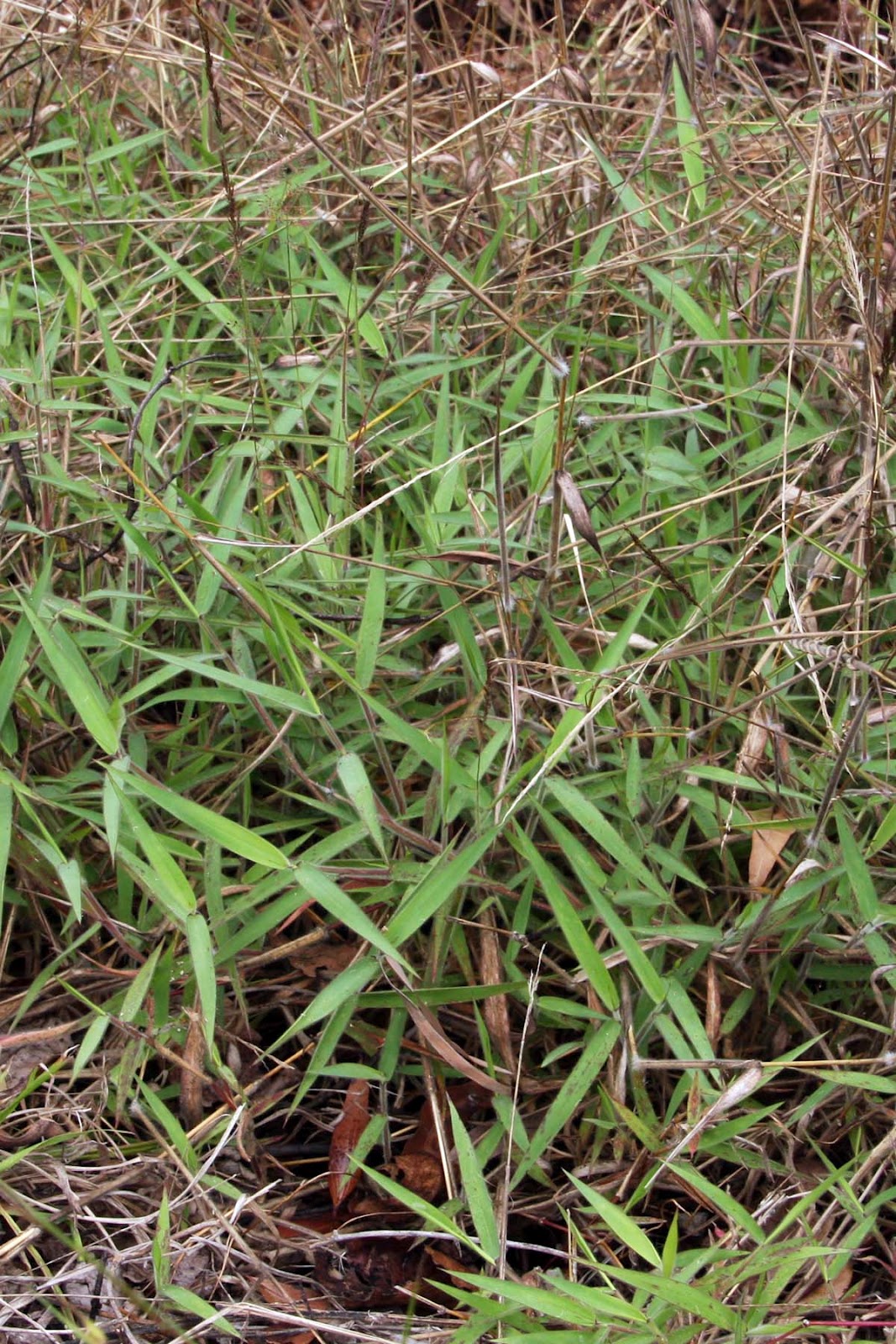 Pardalote Holt October 2012