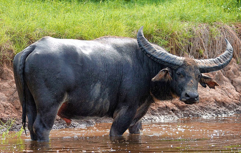 Prehistoric Beast of the Week: Giant Bison: Prehistoric Animal of the Week