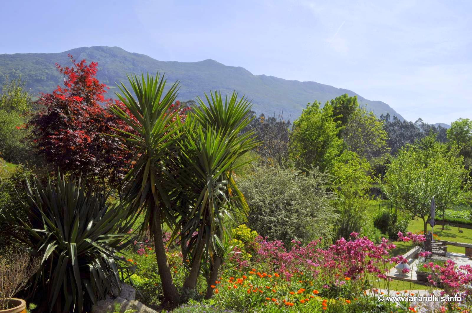 University Of Florida Ifas Charlotte County Extension This Dwarf