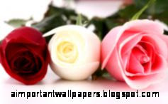 Rosebud Flowers Wallpaper 1680x1050 px Free Download Rosebud Flowers Wallpaper 1680x1050 px Free Download