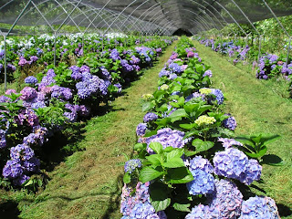 How to Planting Hydrangea for Business