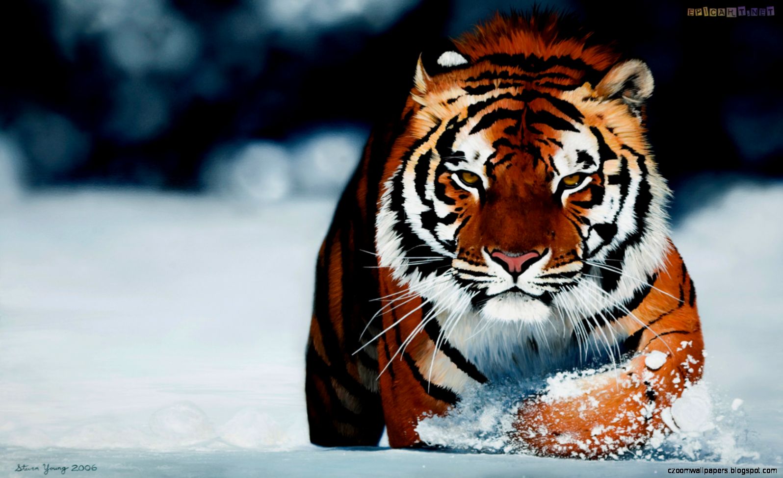Siberian Tiger Wallpapers Top Collections of Pictures Images Siberian Tiger Wallpapers Top Collections of Pictures Images