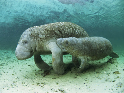 Hewan Hewan Yang Ada Di Laut