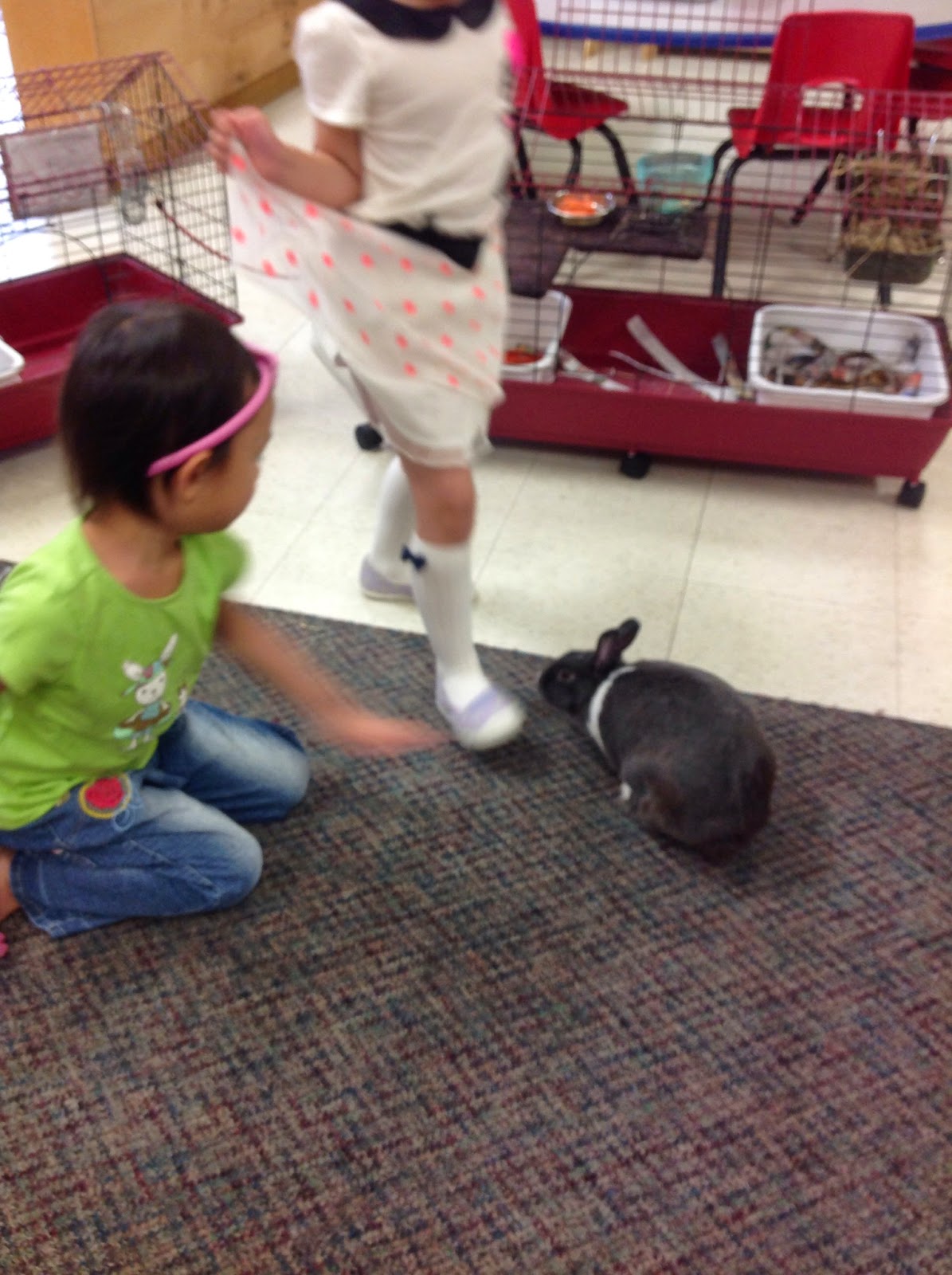 Beginning with Inquiry in Kindergarten Class Pet Inquiry our Bunny