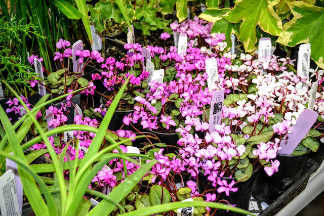 B R E C K O N L A N D D E S I G N Focus On Plants Pink Dawn