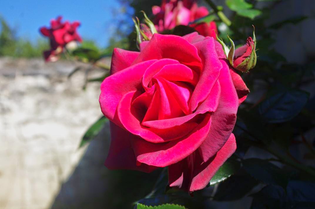 Livraison Fleurs Bruxelles Botanica Brussels