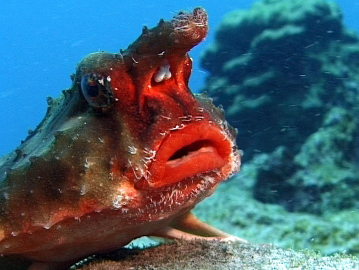 سمكة الخفاش ذات الشفاه الحمراء  The+Red+lipped+Batfish+01