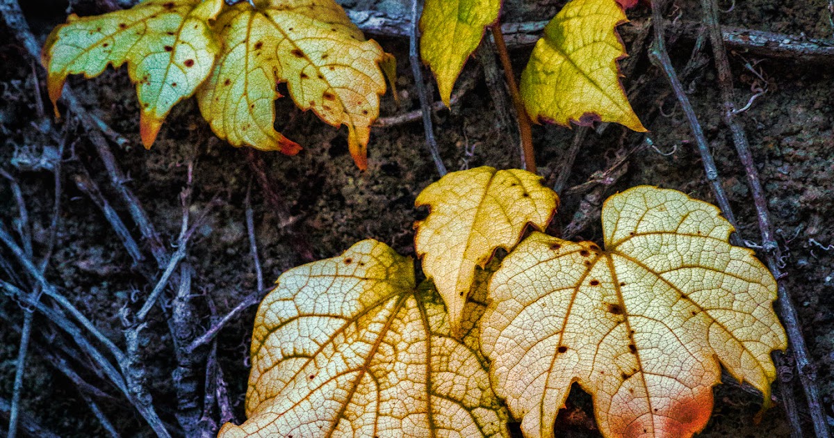 Vines and the meaning of words