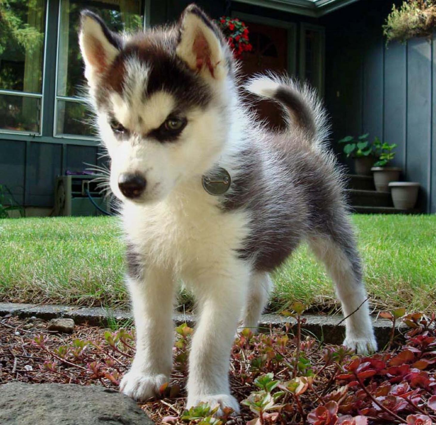 Cute Dogs: Siberian husky dog