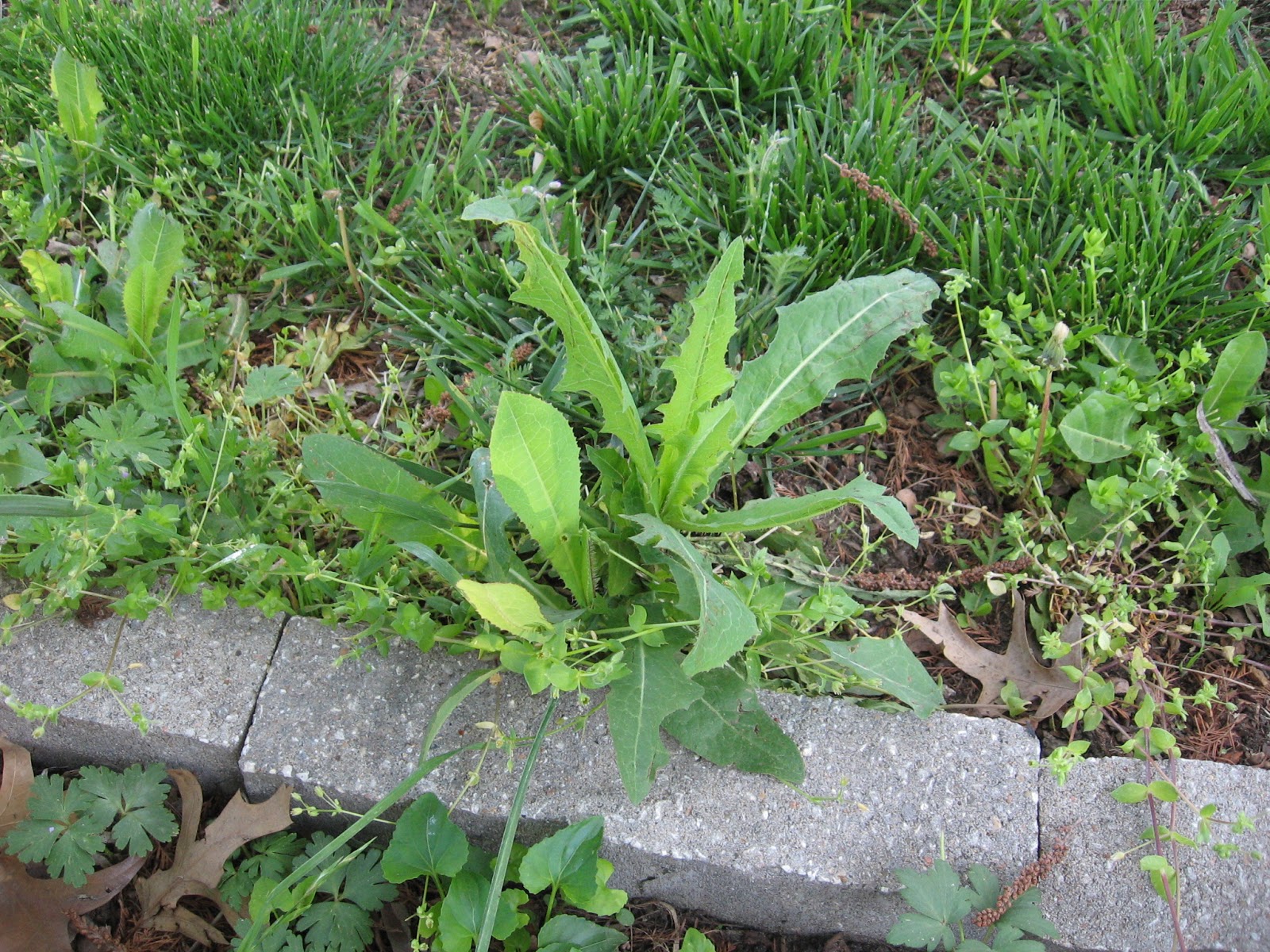 Kansas Gardener War on Weeds Prickly Lettuce