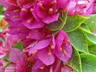 Bougainvillea