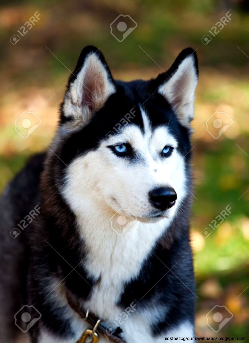 Husky Dog Stock Photos Images Royalty Free Husky Dog Images And Husky Dog Stock Photos Images Royalty Free Husky Dog Images And