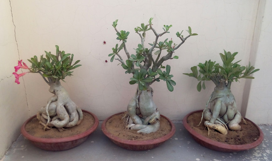 adenium bonsai plant manufacturing wholesale