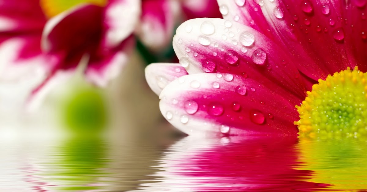 Digital High Defination 3D: HD Flower Wallpapers 1080p