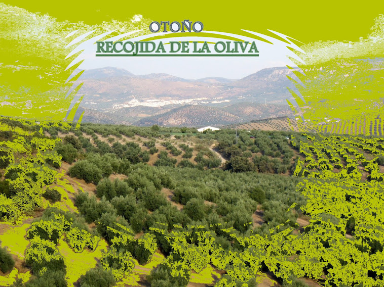 Recojida de la aceituna