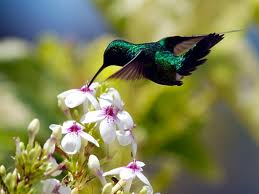 Merawat Burung Jenis Kolibri Ninja Hitam Master Merawat Burung Jenis Kolibri Ninja Hitam Master