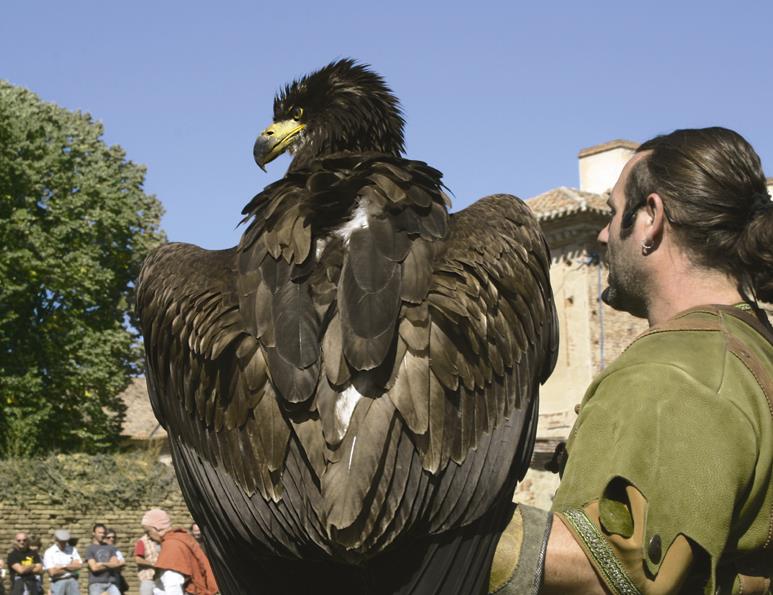 Awesome Animals blog Check out that giant Eagle