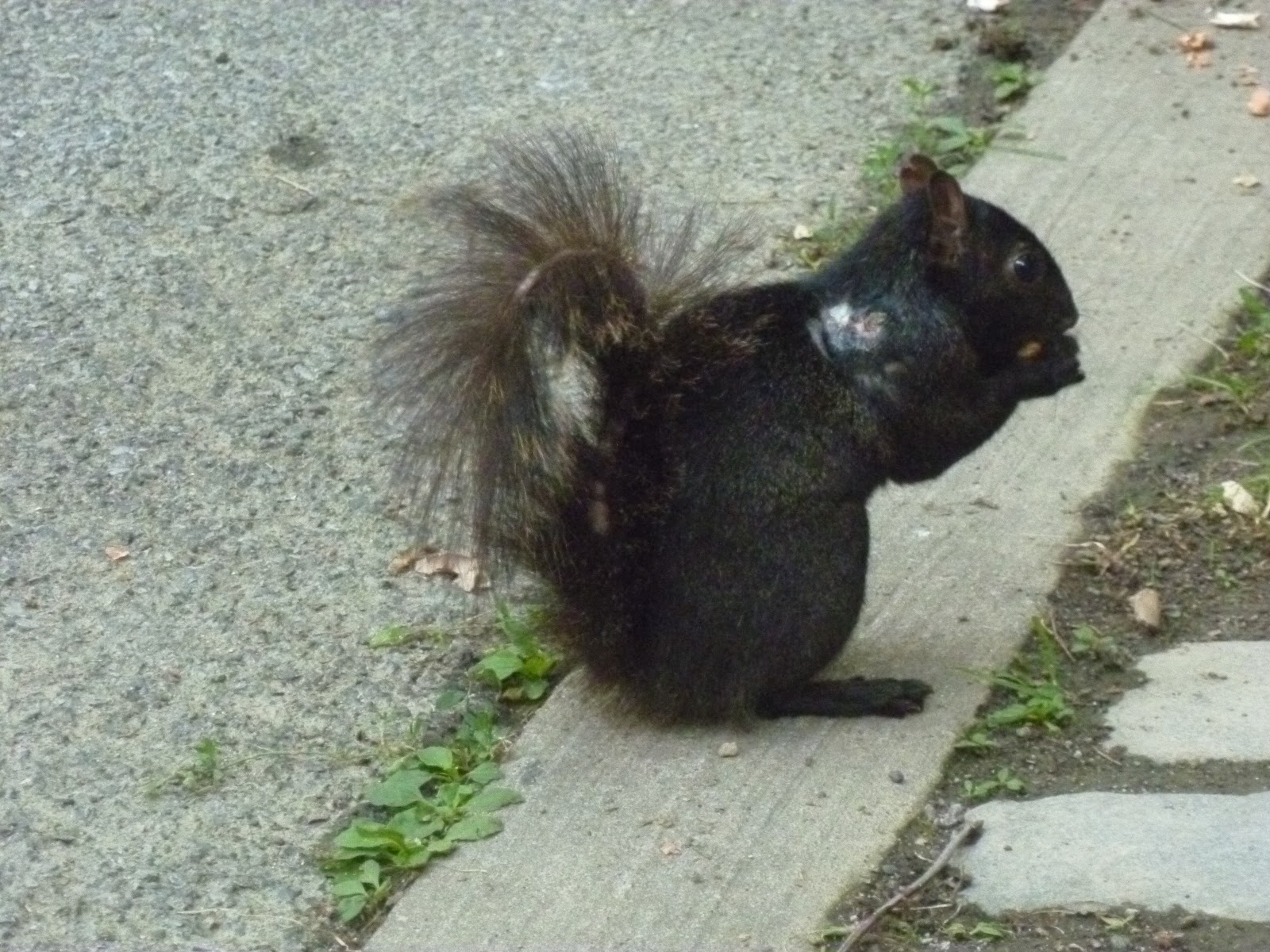 The New York Squirrel Baby Squirrels
