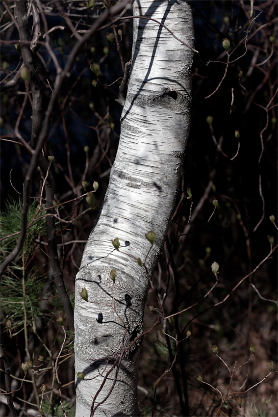 Nuncketest Gray Birch