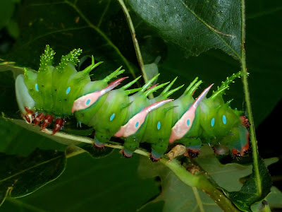 Adeloneivaia jason caterpillar Adeloneivaia jason caterpillar