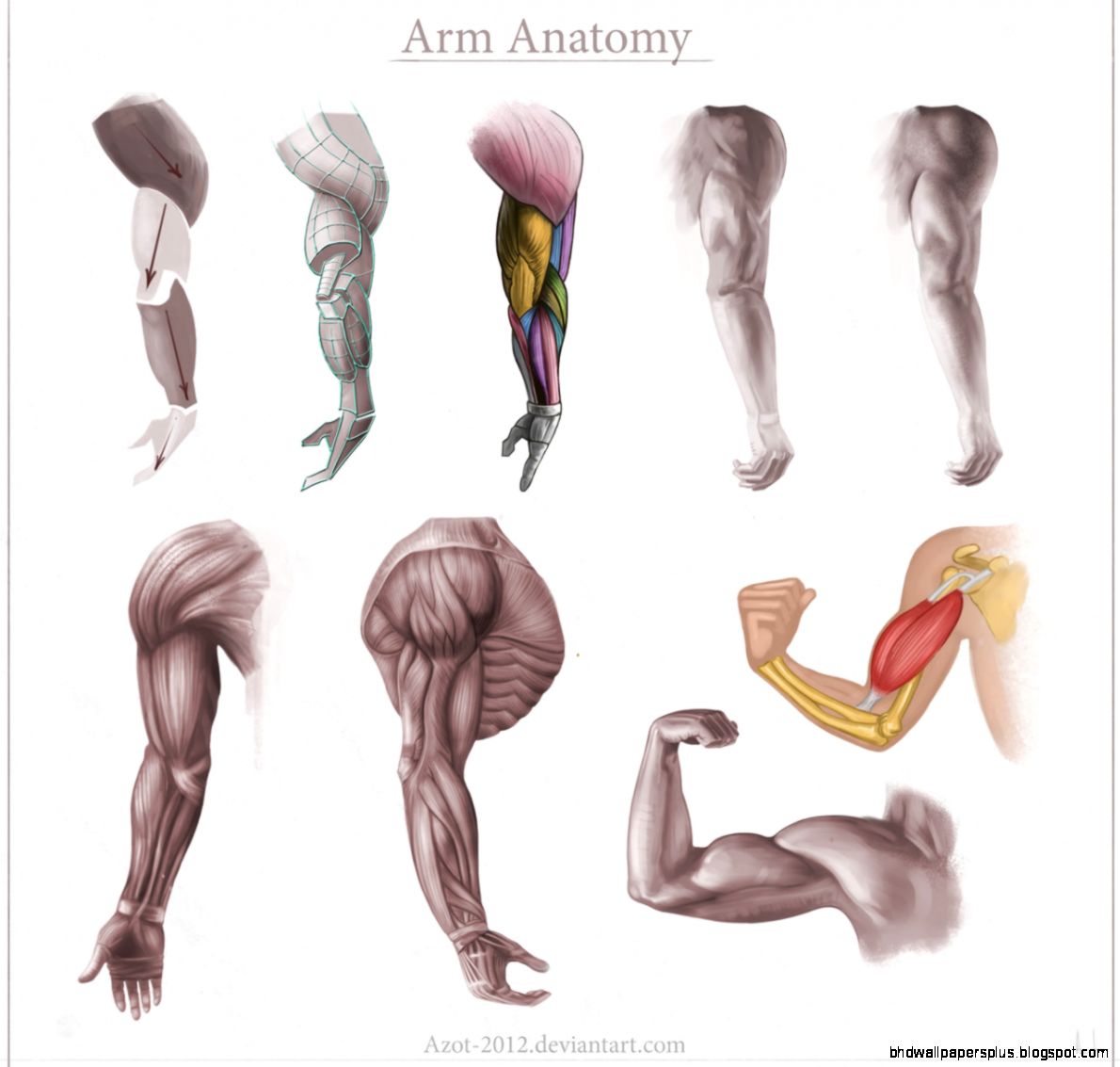 Arm Anatomy by Azot2015 on DeviantArt Arm Anatomy by Azot2015 on DeviantArt