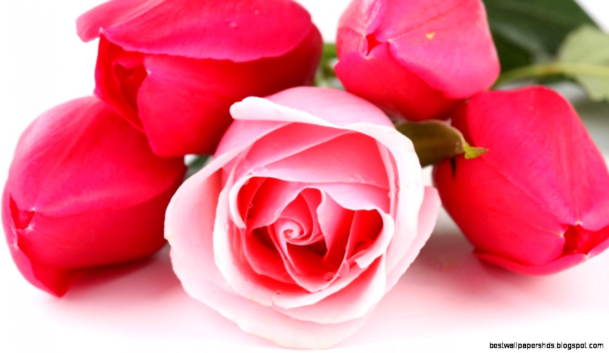 free desktop wallpaper downloadshd wallpaperdownload free wallpaper free desktop wallpaper downloadshd wallpaperdownload free wallpaper