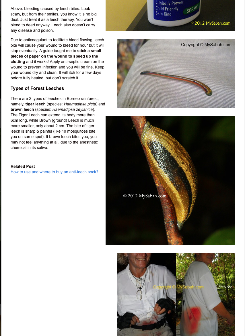 Malaysian Nature Society Kuching Branch How to prevent leech bite?