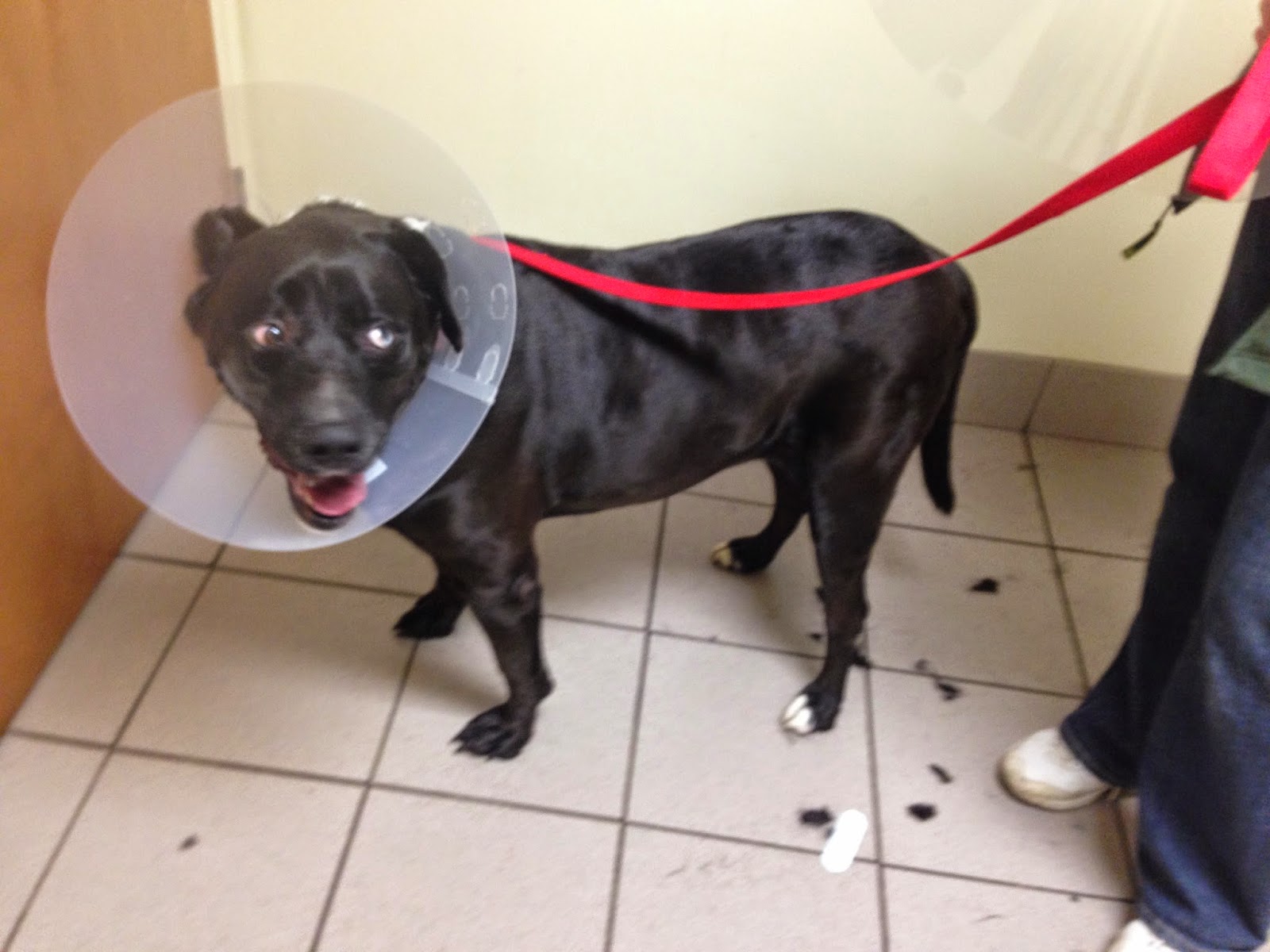 How To Stop Bleeding On Tip Of Dog Ear