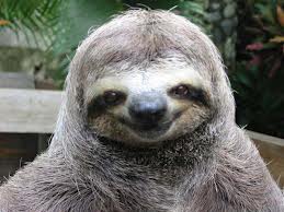 sloth1.jpg
