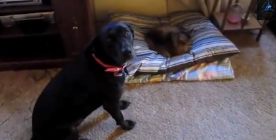 dogs, cats, funny dog video, cats steal dog beds