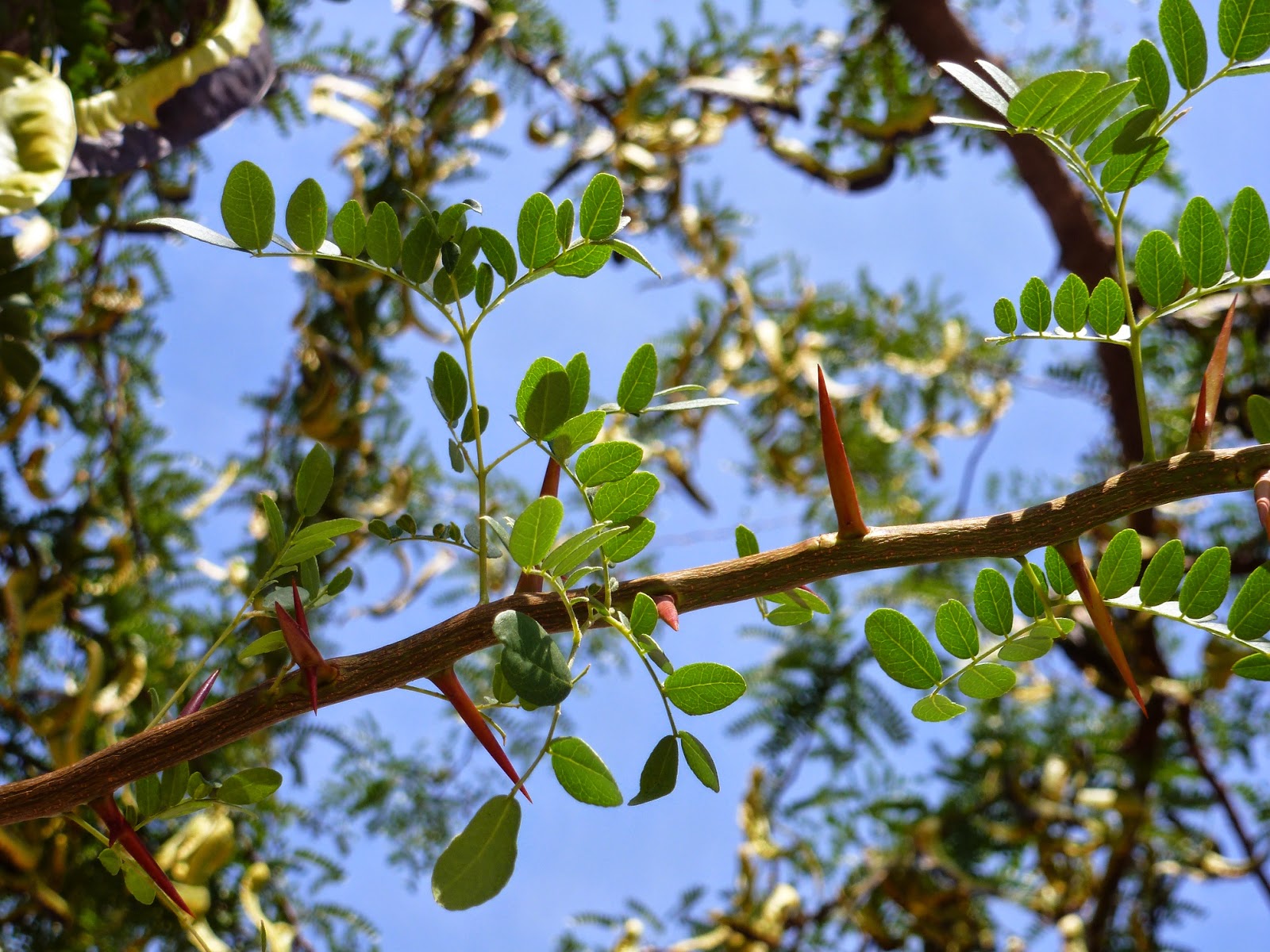 Árboles con alma Acacia de tres espinas. (Gleditsia triacanthos)