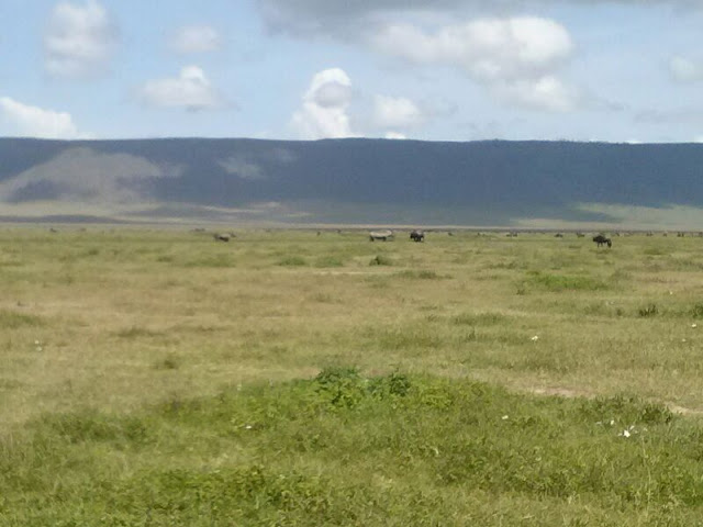 Ngorongoro crater Rhino