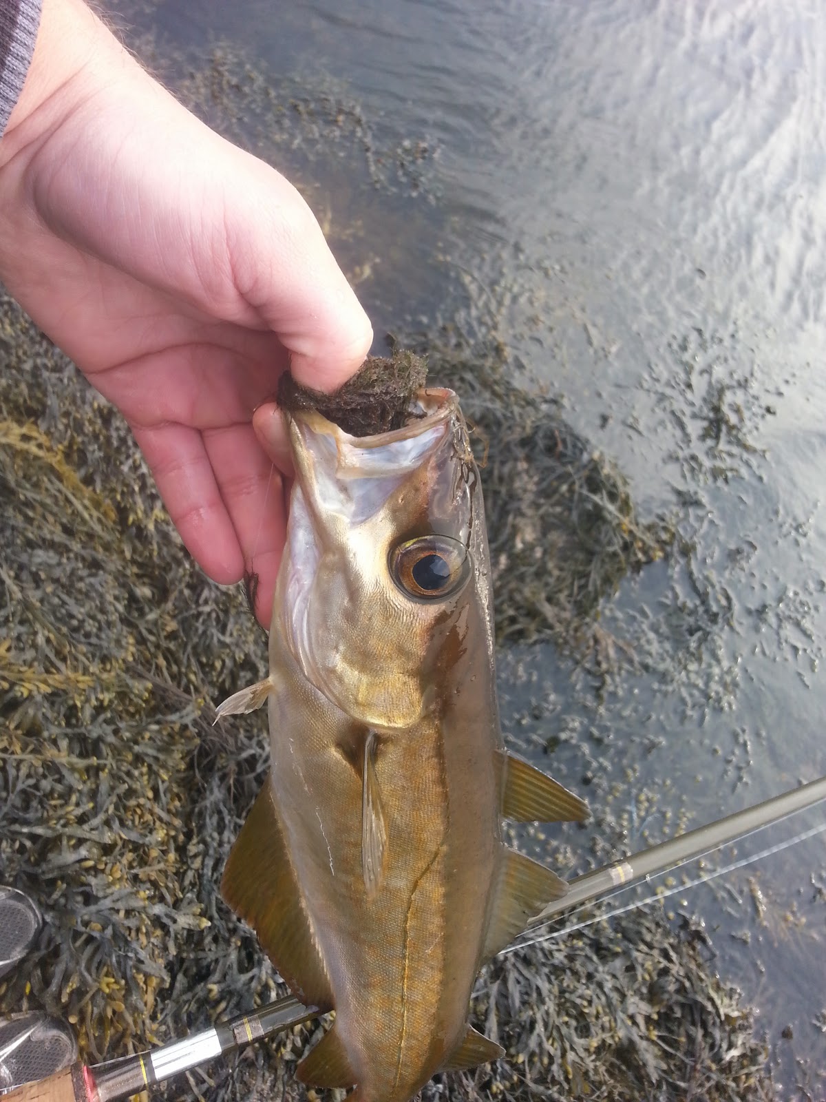 Luremaniac! Quick fun with pollock and coalfish.