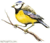 Blue Tit is a bird drawing from Bird of the Day by artist and illustrator ArtMagenta.com