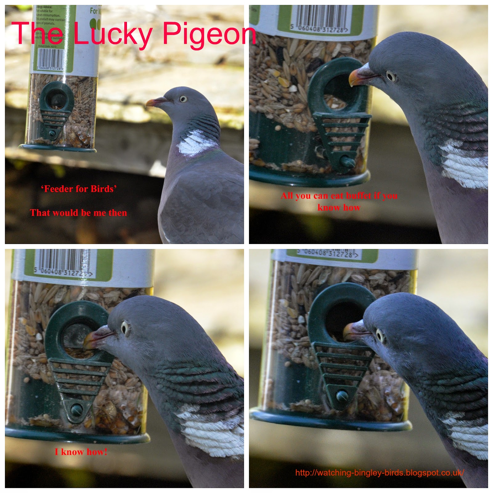 British Birds The Lucky Pigeon