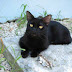 Reos torturan y mutilan a una gatita negra