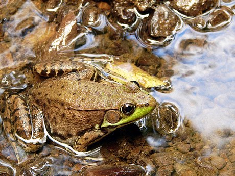 Dissertation meaning image