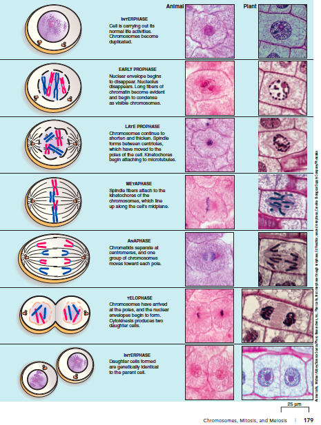 mitosis and meiosis experiment mitosis and meiosis experiment