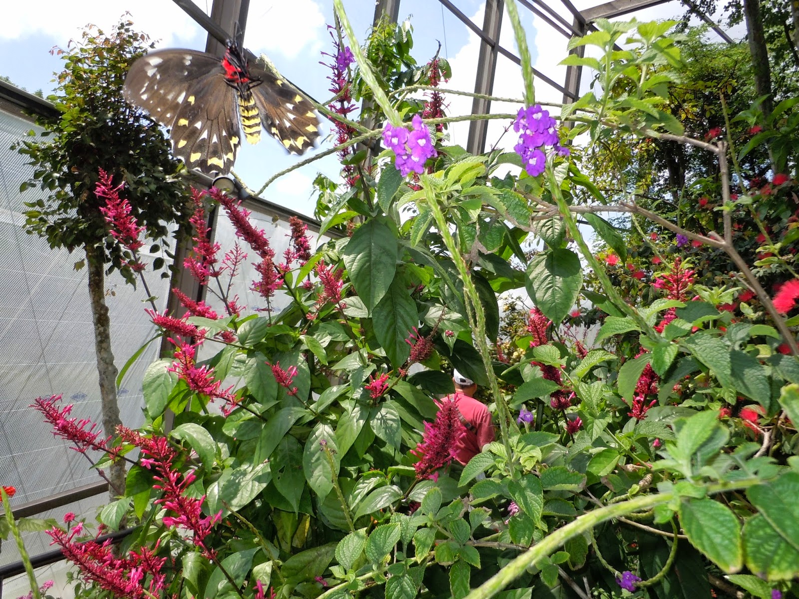 Tuấn Đoan .Butterfly World Fort Lauderdale Florida