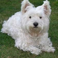 west highland terrier near me west highland terrier near me