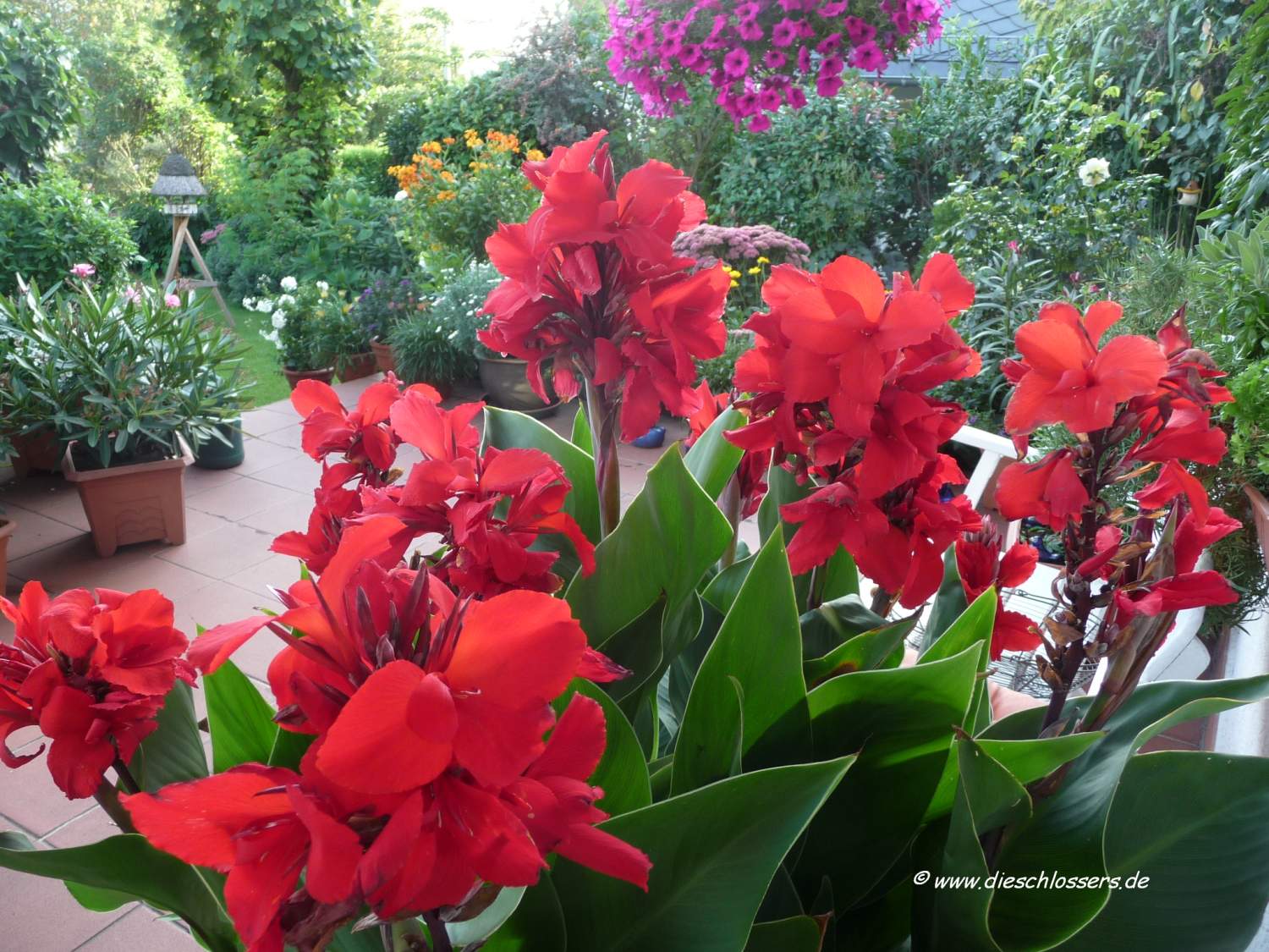 Ankes Gartenwelt Blütenpracht der Canna