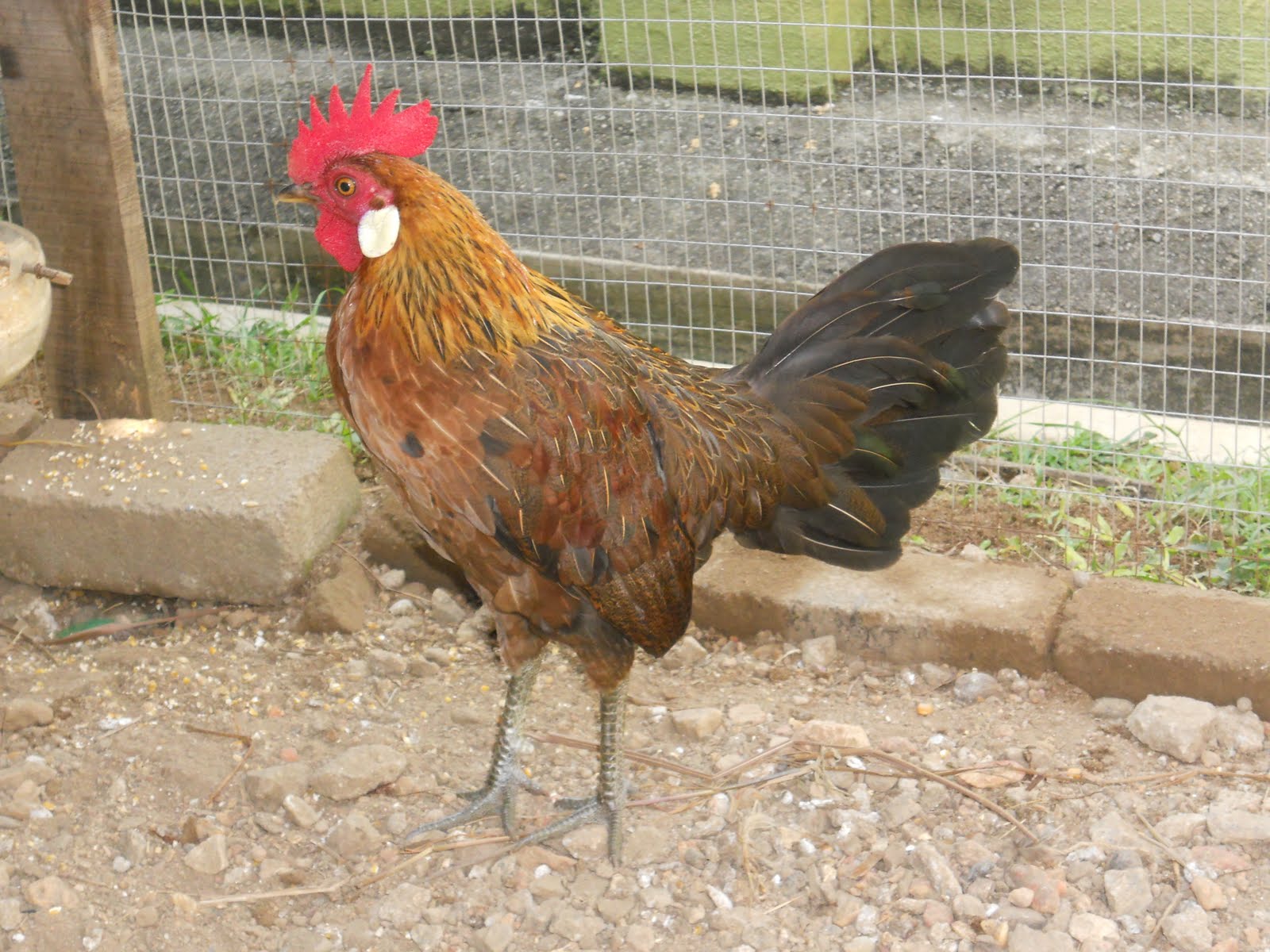 PEMINAT AYAM dapat pun si bulu betina