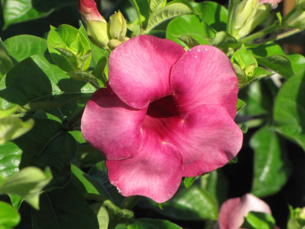Allamanda World Of Flowers